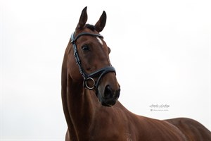 Competitor picture for Captain Hastings