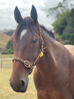 Competitor picture for Hangaroa Star