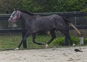 Competitor picture for Cinderella LS test