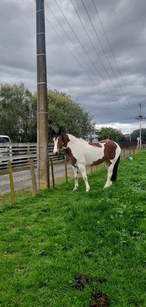 Competitor picture for Mustangs Bella Donna