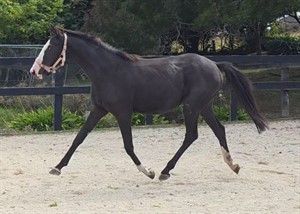 Competitor picture for Lavender LS
