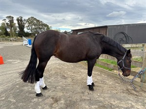 Competitor picture for Zulu 