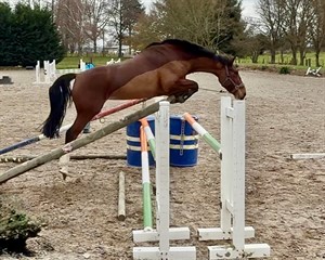 Competitor picture for Whoopy Doo