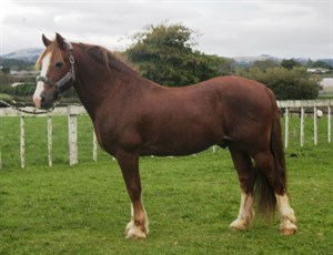 Competitor picture for Barnon Imperial Jack