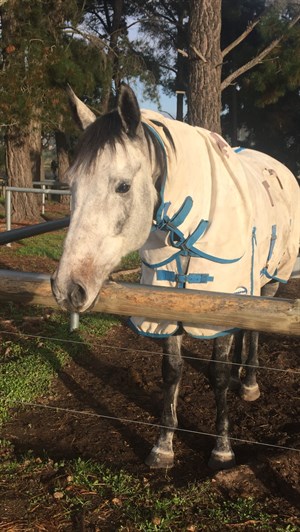 Competitor picture for Sir Reginald