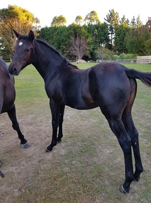 Competitor picture for Cheval Noir Louvre