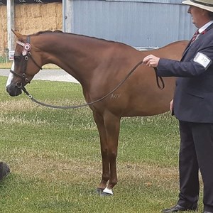 Competitor picture for SW Grace Kelly